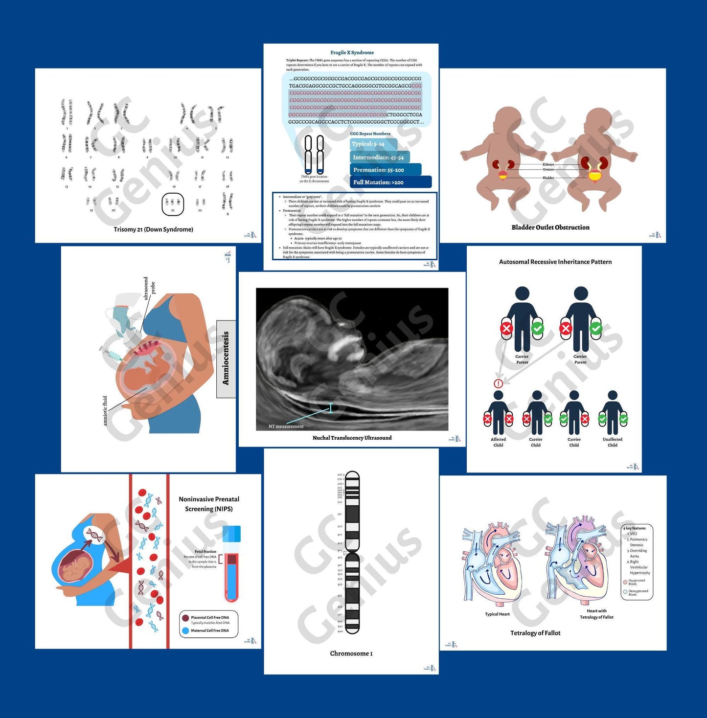 Visual Aids for Genetic Counseling | Digital Download
