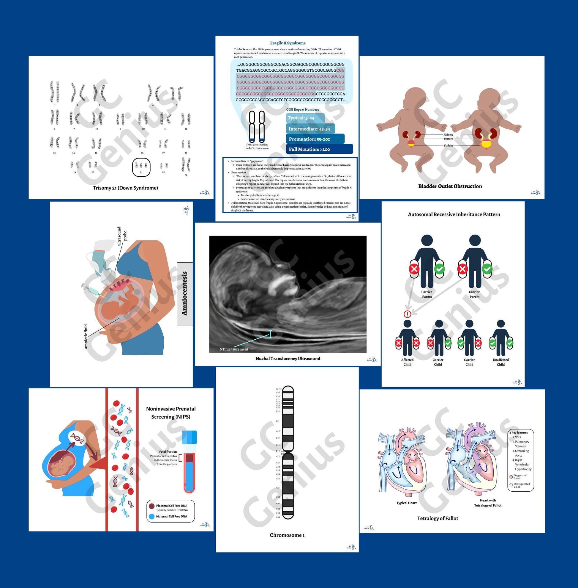 Visual Aids for Genetic Counseling | Digital Download